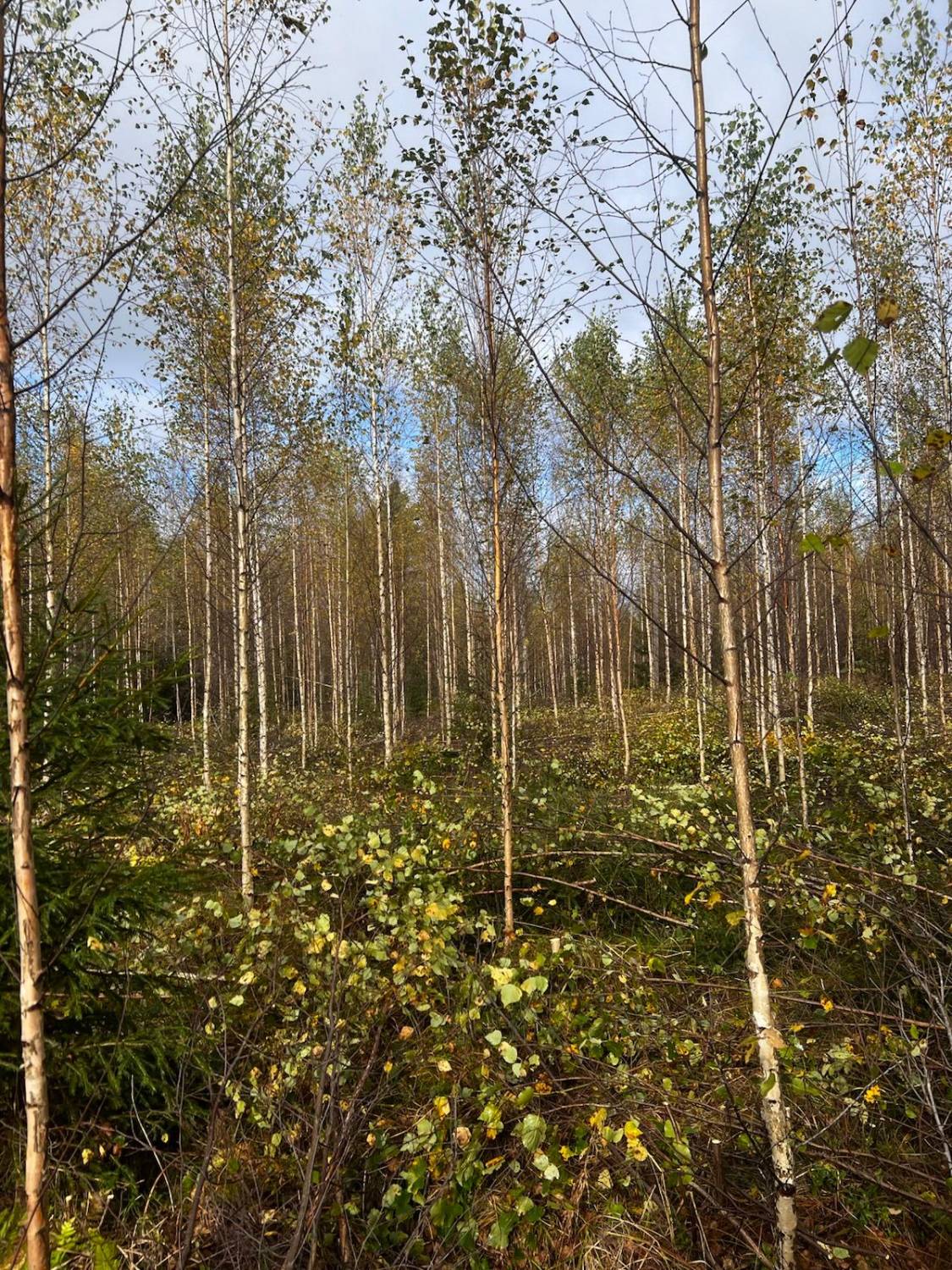 Nuori koivikko syksyllä
