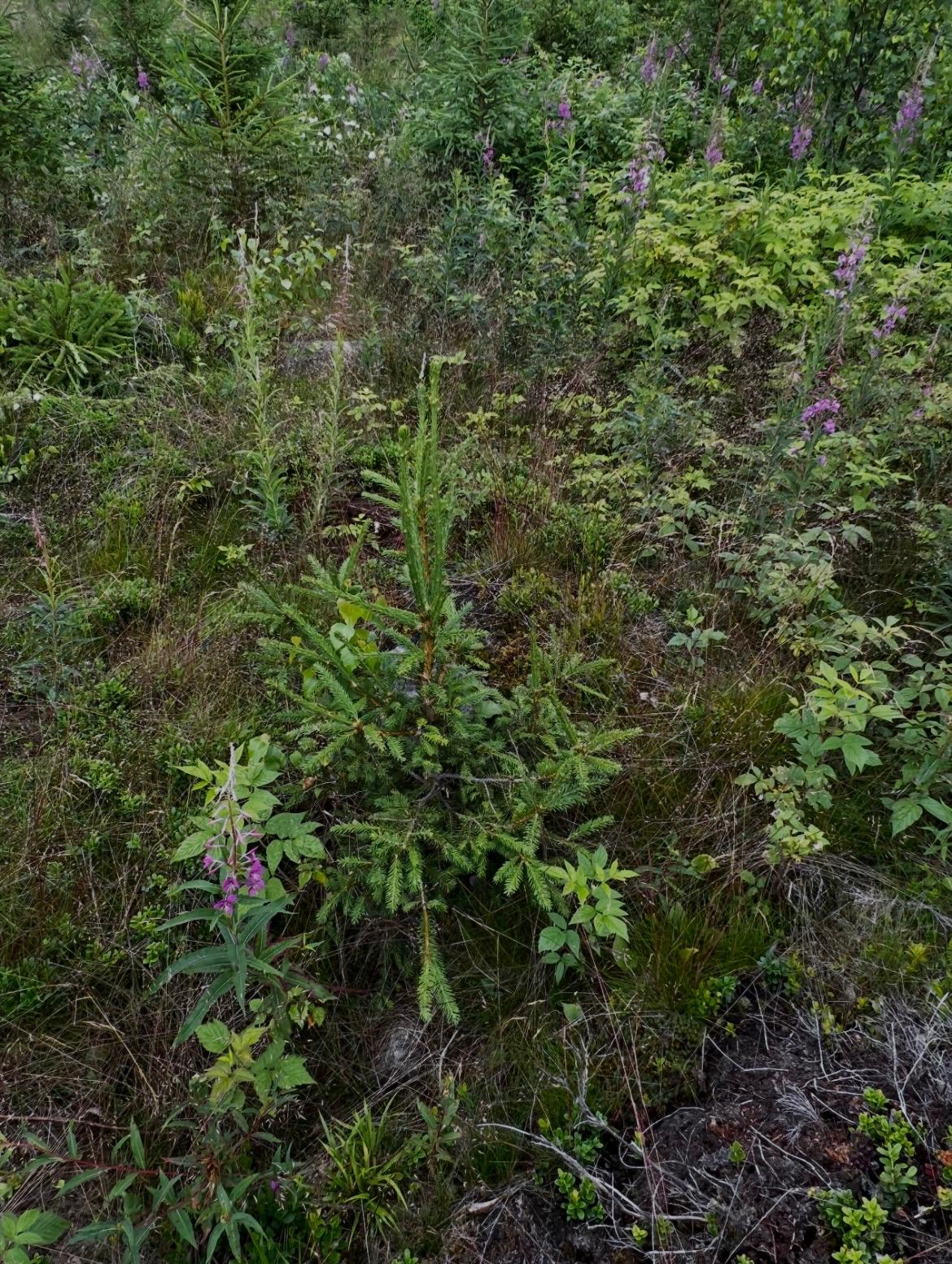 Nuori kuusentaimi maitohorsmien keskellä taimikossa