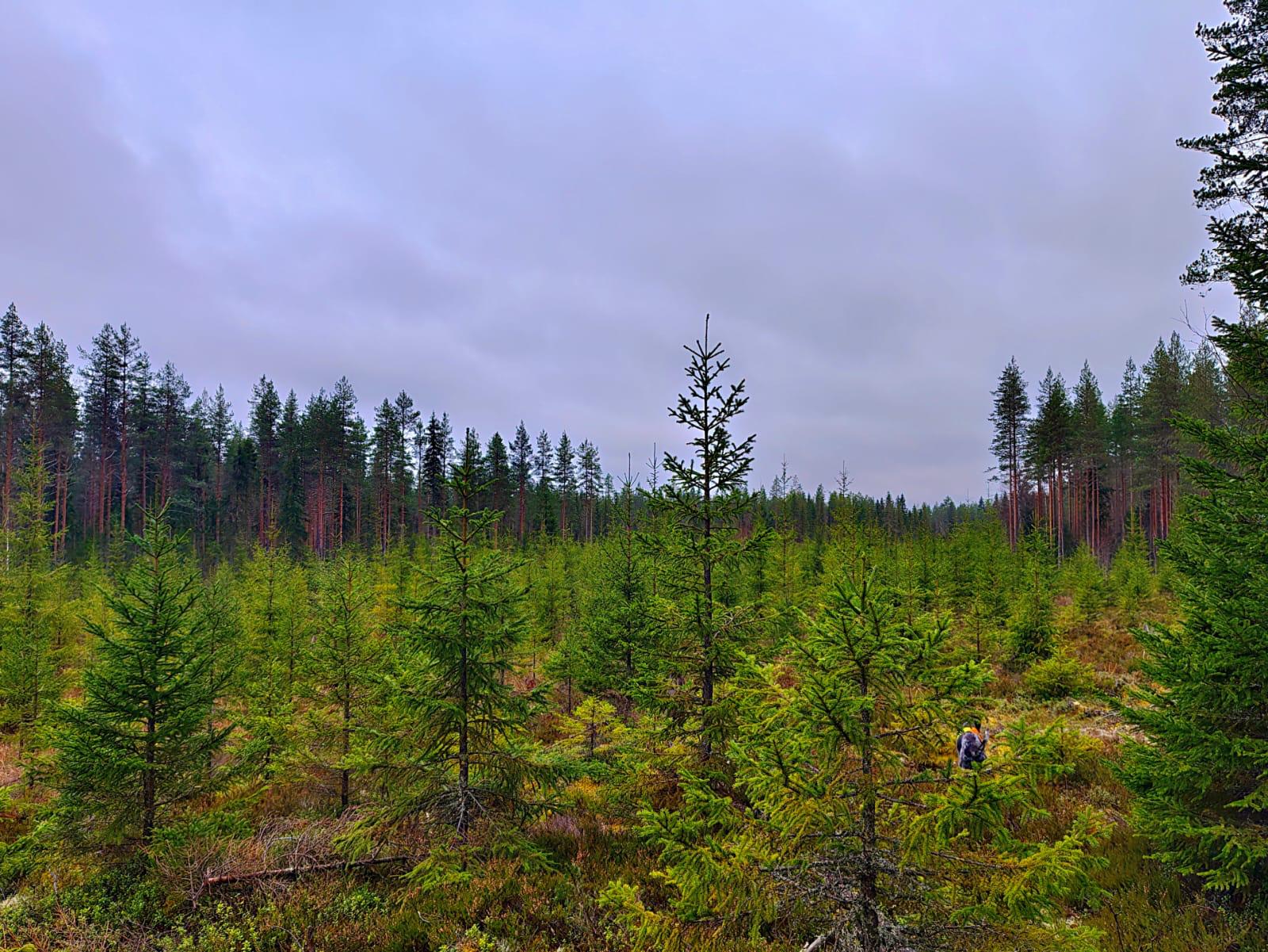 Tiheä kuusentaimikko, jossa kulkee metsätyöntekijä