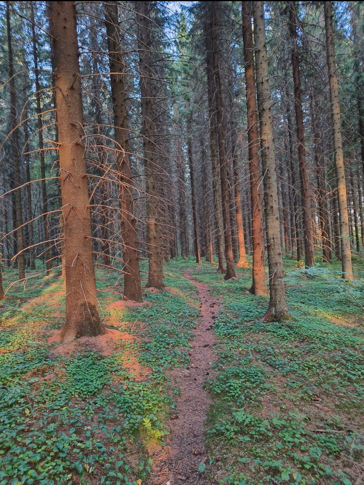 Varttunut kuusikko iltavalossa