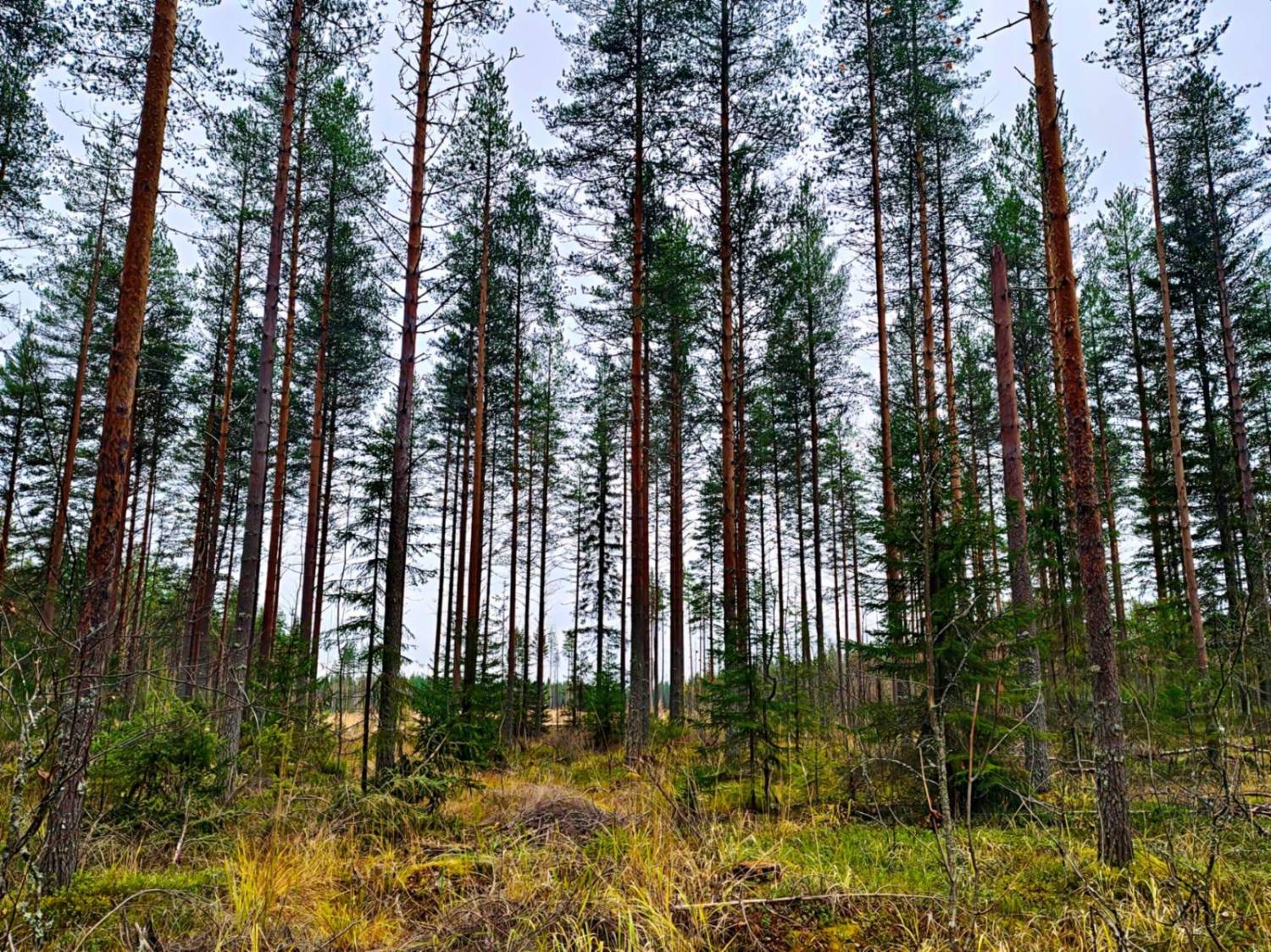 Varttunut männikkö, jonka alla kasvaa kuusta