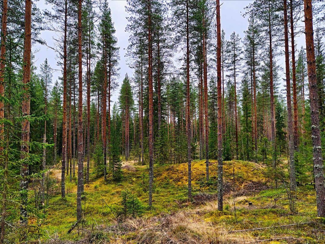 Männikkö, jossa on sammaloitunut kumpare