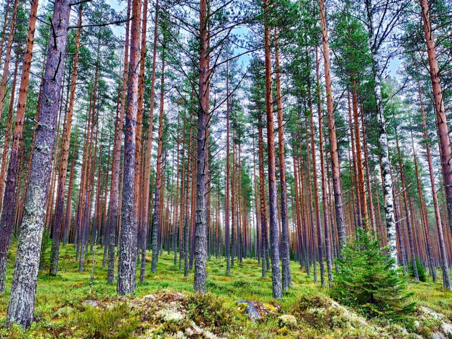 Hyväkuntoinen männikkö, jossa on suoria runkoja