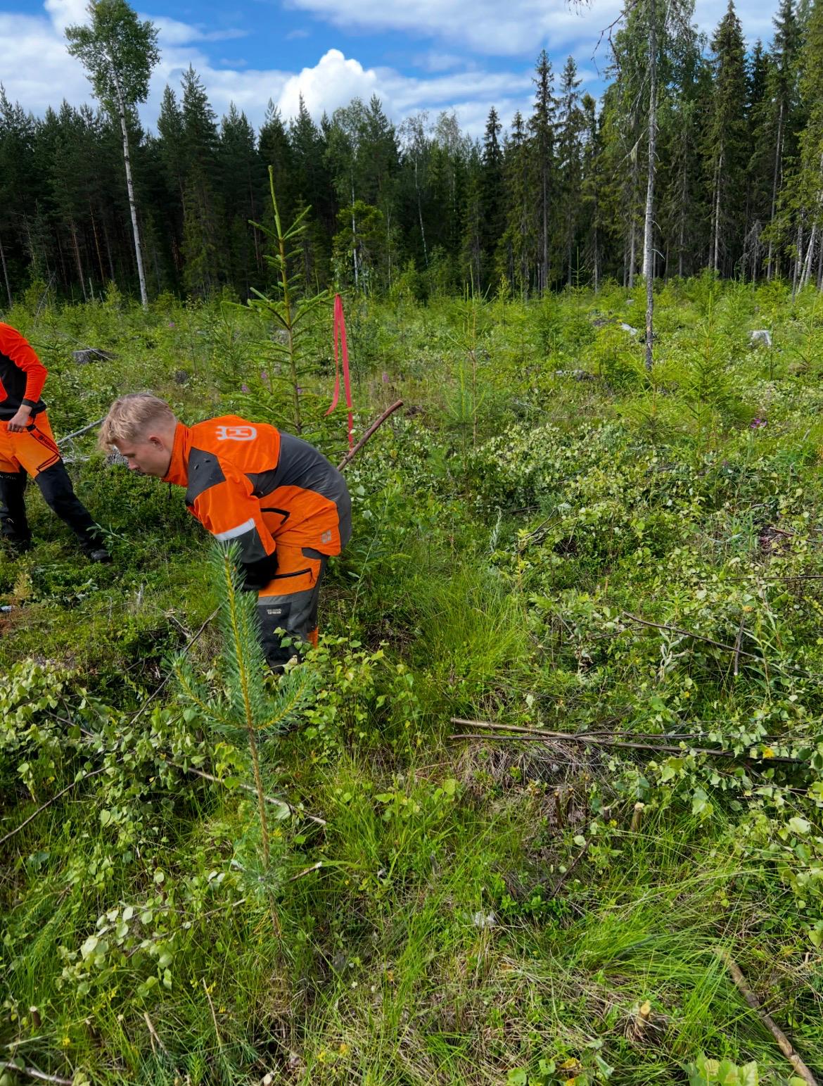 Metsätyöntekijöitä oransseissa suojavaatteissa taimikossa
