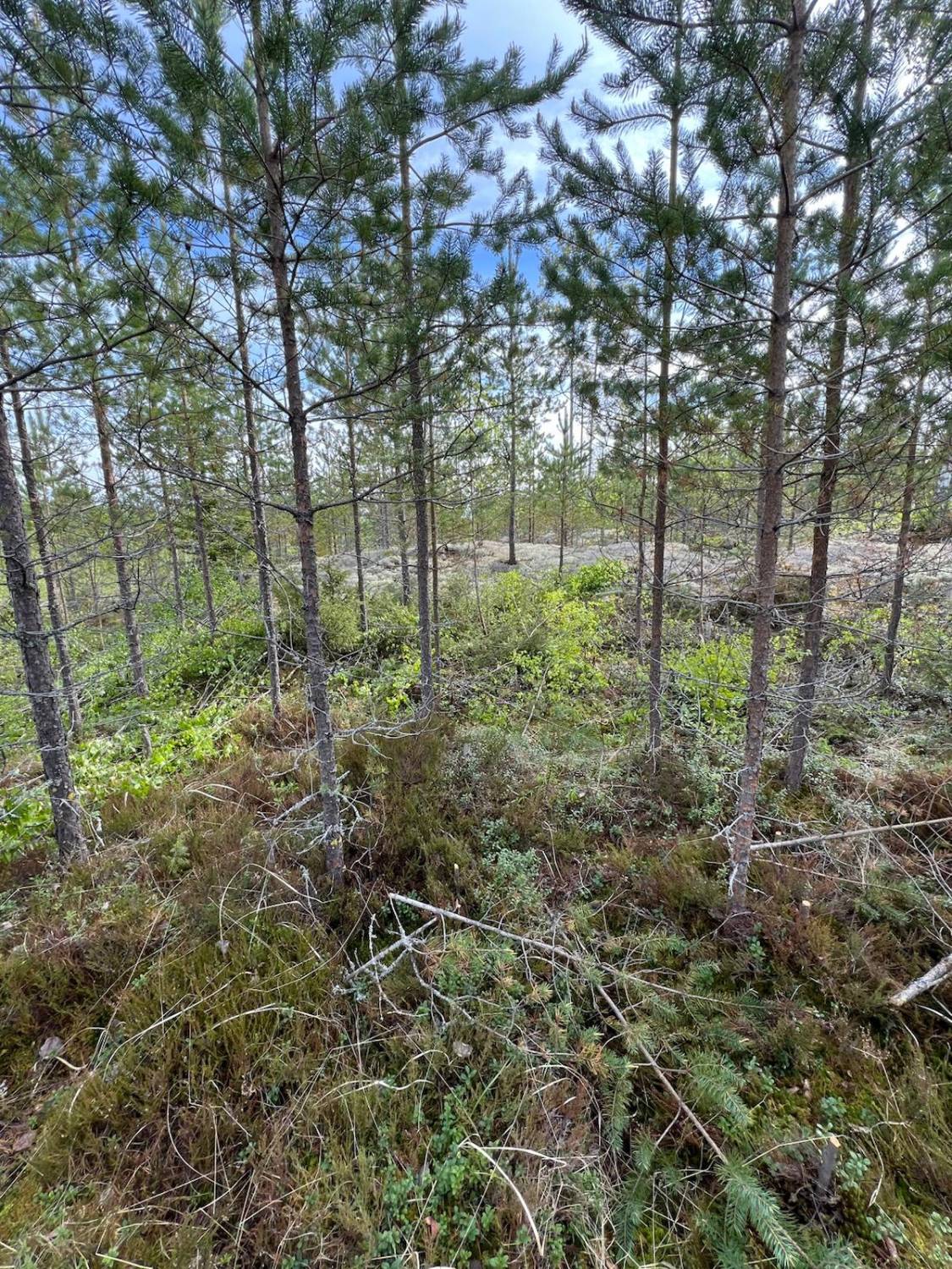 Nuori männikkö kallioisella kankaalla